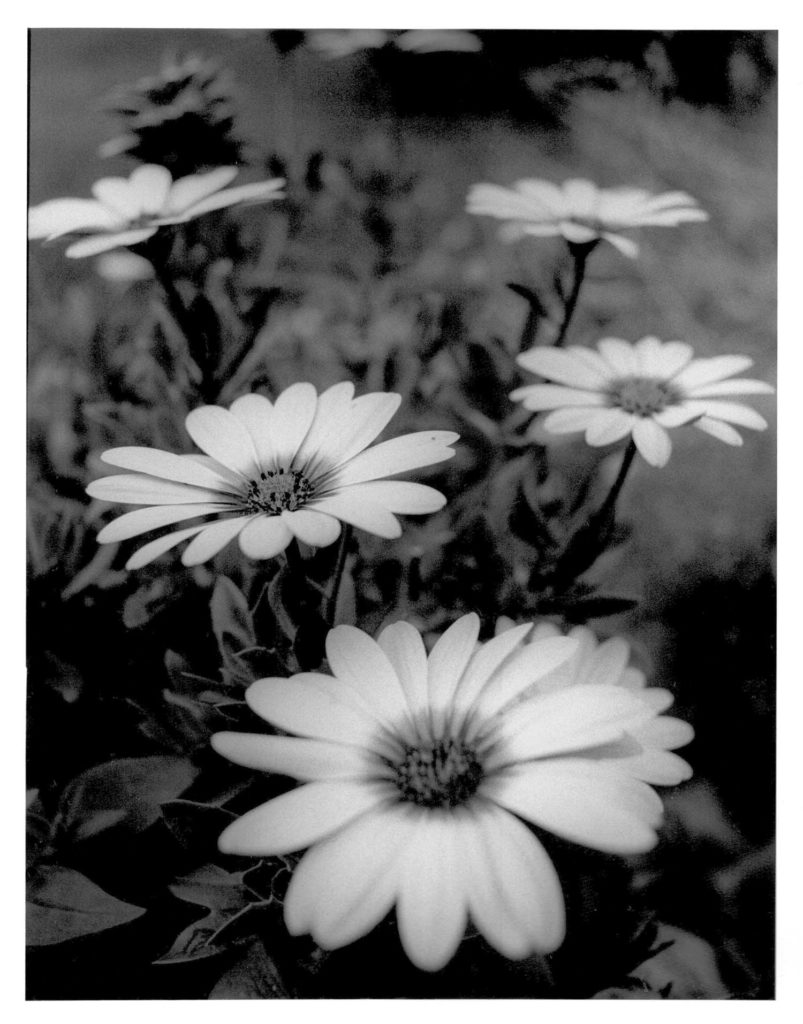flowers in the garden, black and white art photography, black and white art photography prints, black and white art photography for sale, black and white art photography prints for sale, black and white photo prints uk, black and white wall art, black and white photo for wall, black and white framed prints for living room, black and white photo prints, black and white photo prints uk, Black and White Photography Art Prints for Sale,